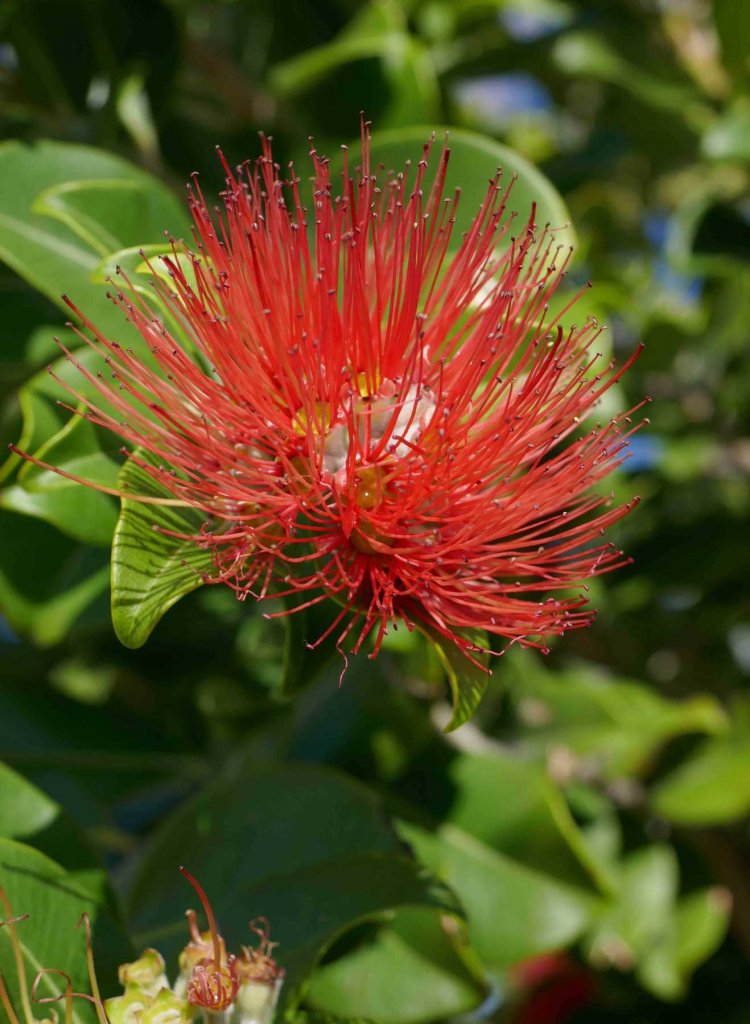 red flower 