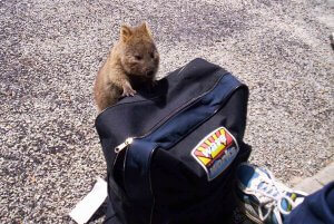 Rottnest Island quokka