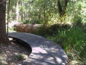 Path in the bush. Need to practise and keep going to be a good writer. Keep on the path and go forward